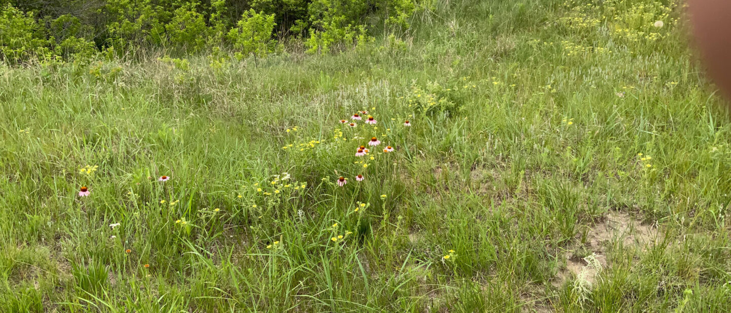 IMG 4354