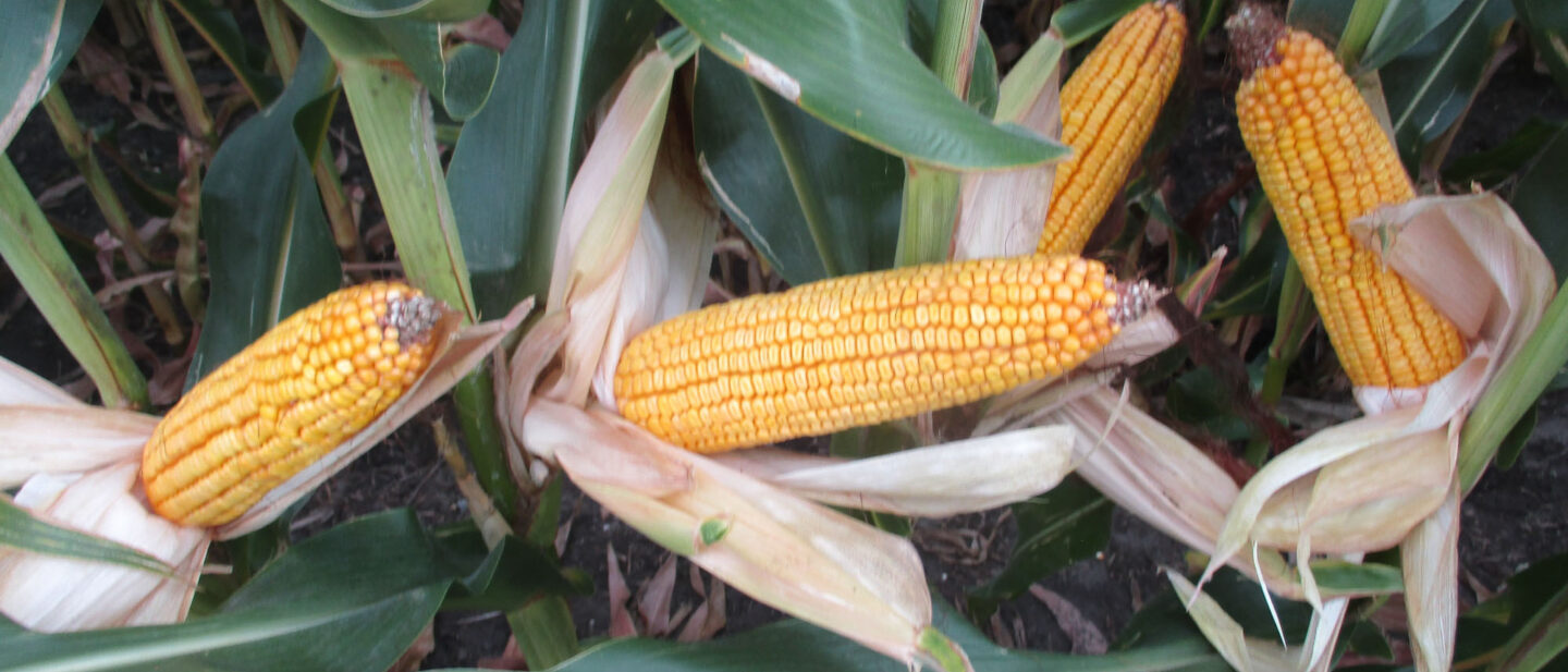 IMG 9885