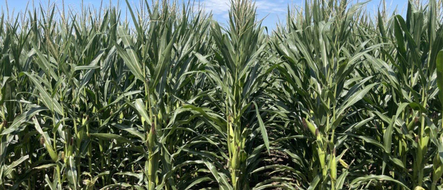 Irrigated Corn Eastern Nebraska Farm Auction