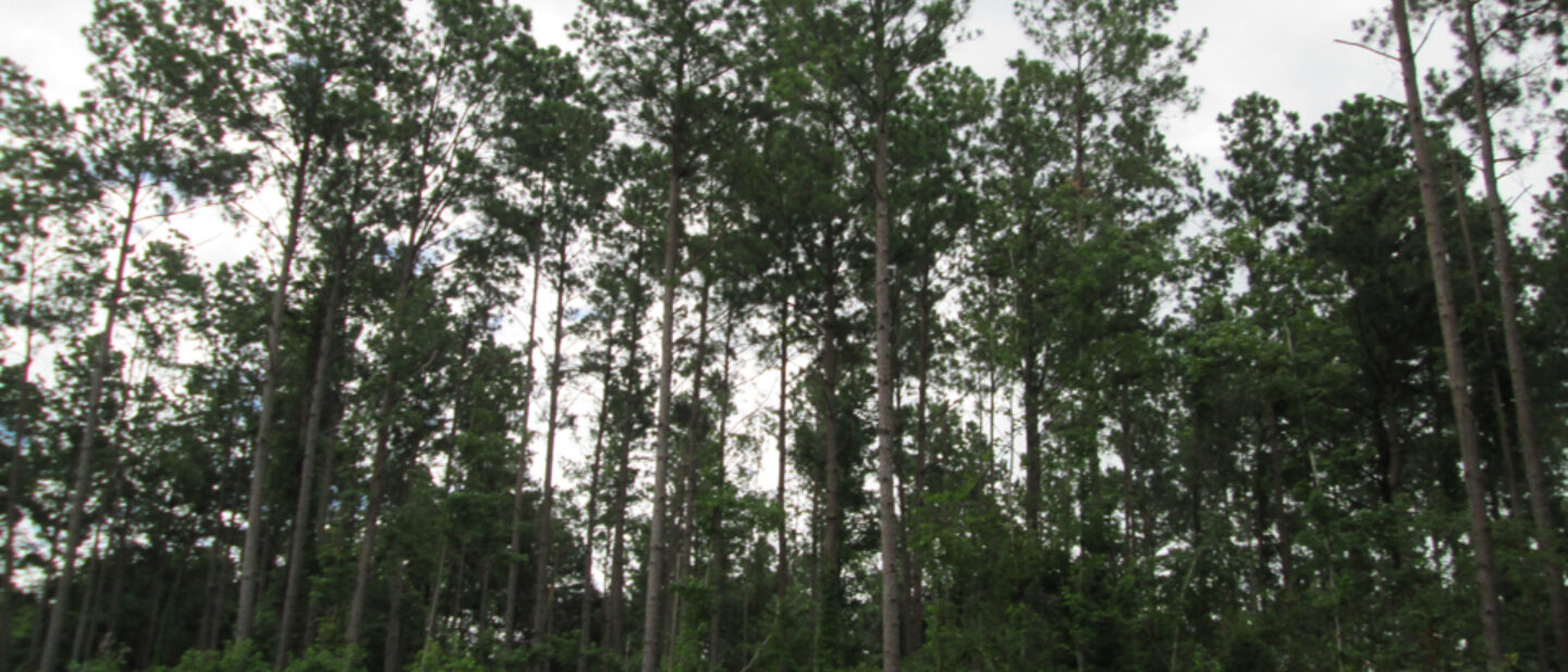 Jacksonville Tree Farm 11