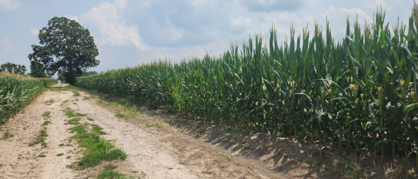 L 2400417 Washington IL corn