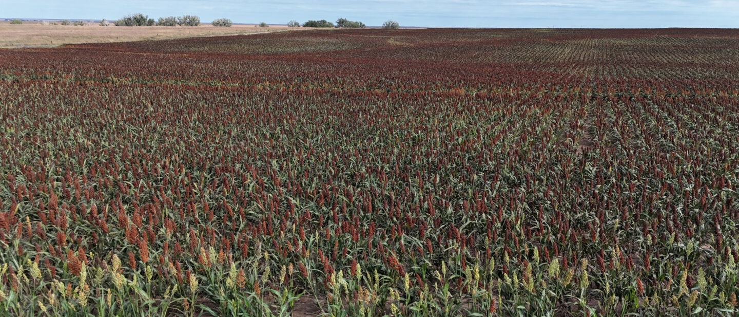 L 2500476 Hodgeman County Milo