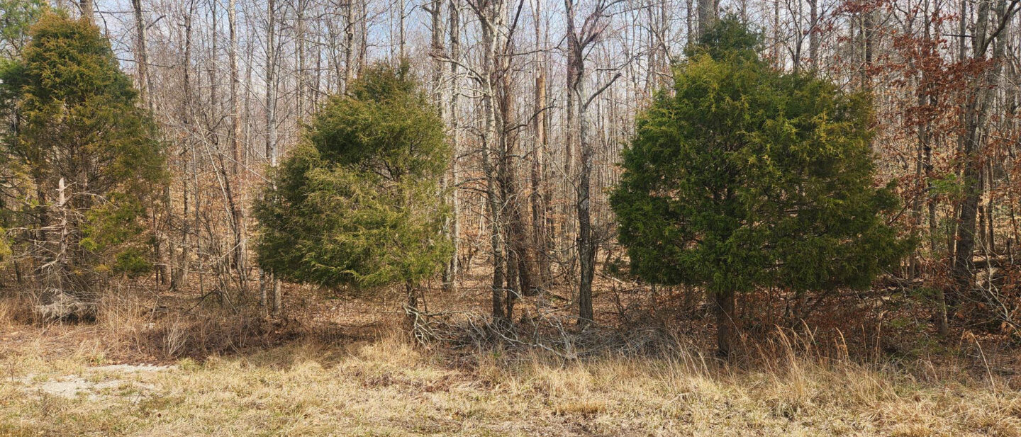 L 2600267 tract 4 woods