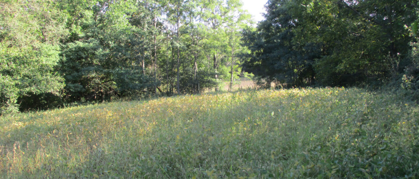 L2100683 food plot