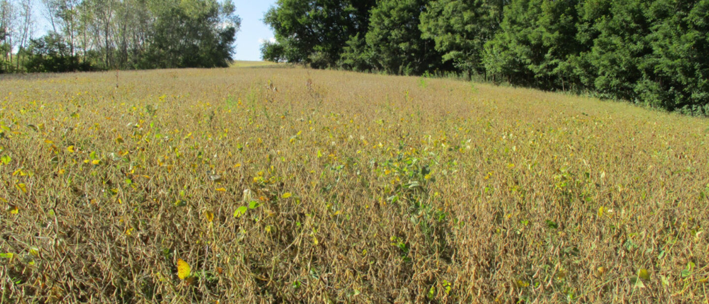 L2100683 soybean field