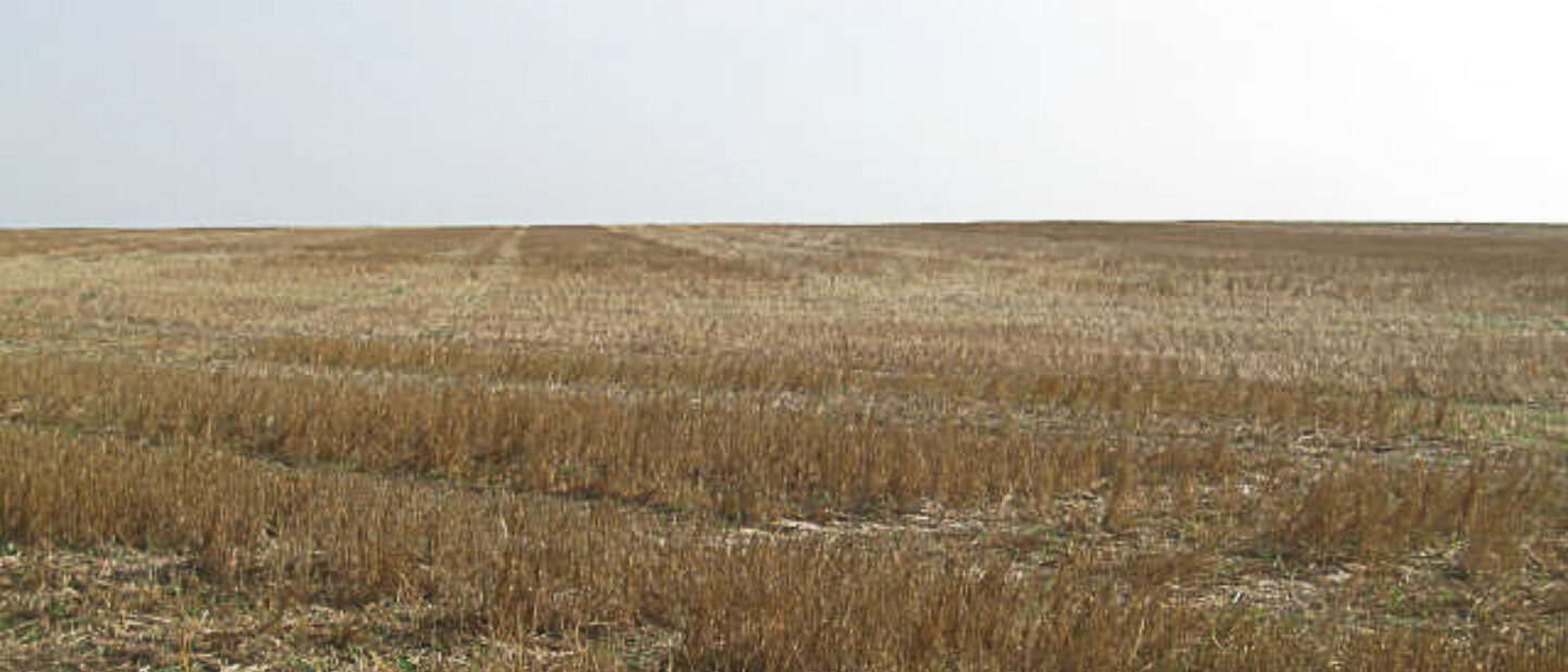 L2200179 wheat stubble