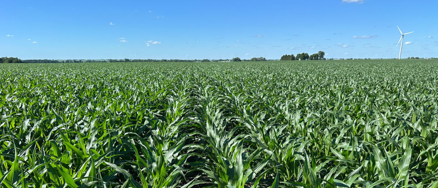 L2600292 corn on Tract 1