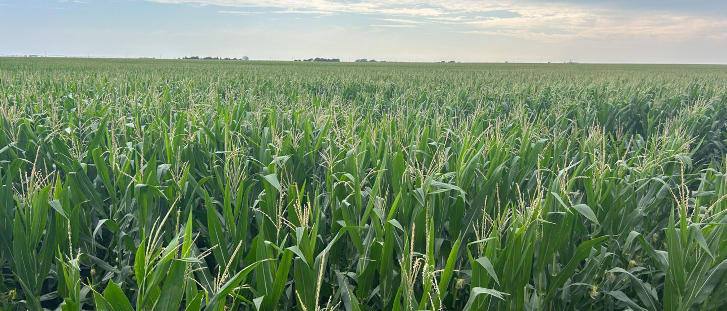 Land Sale Nuckolls Clay Nebraska Tract 1 4