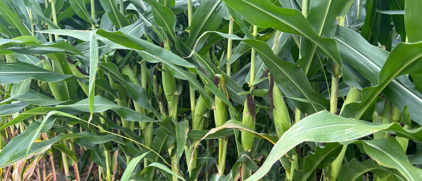 Logan County corn