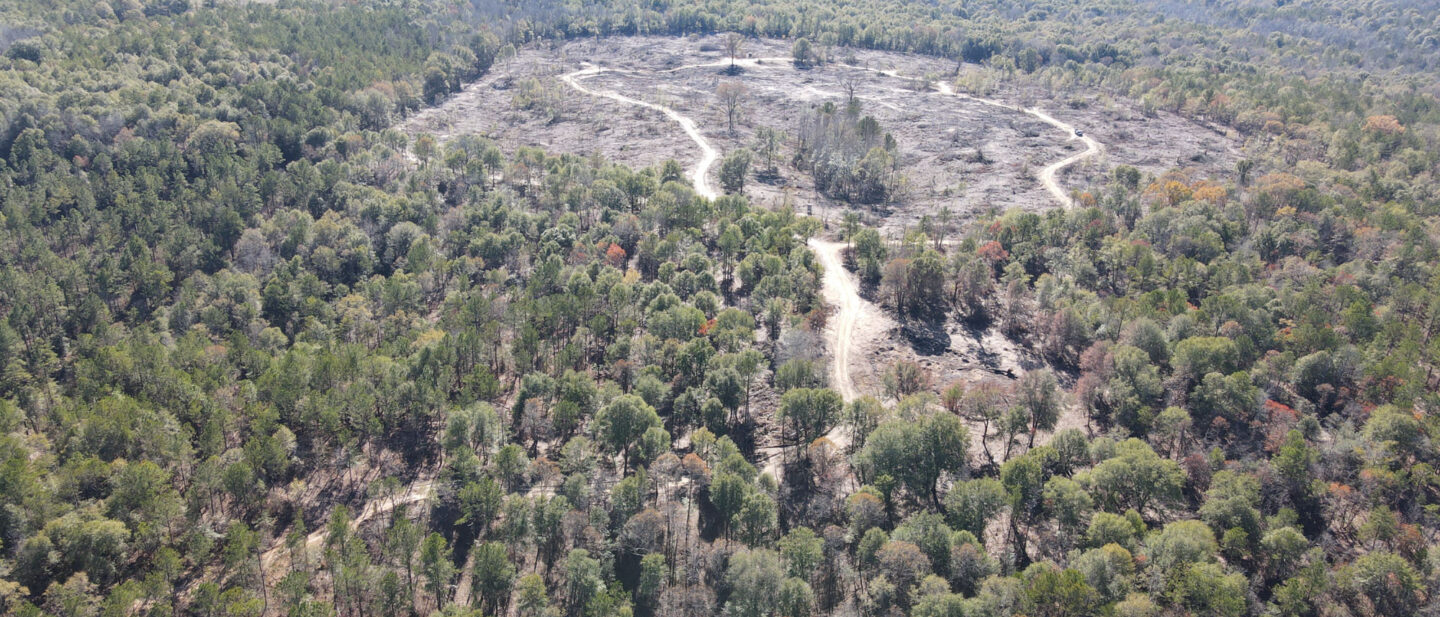 Lot 5 Cutover and Timber type