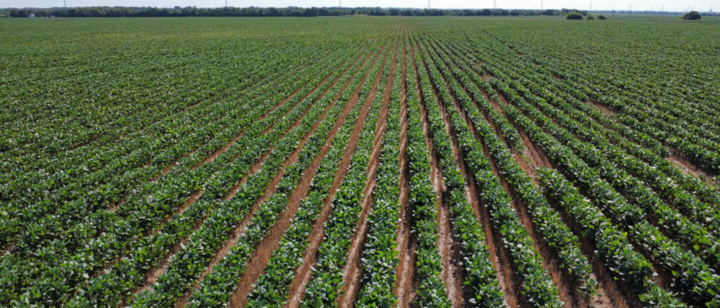 Main pic Aerial soybeans