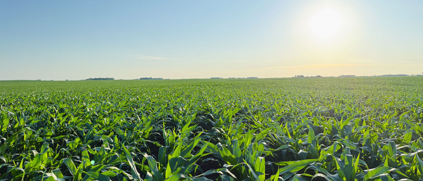 Martin County Minnesota Land Auction 160 John Ramirez 2