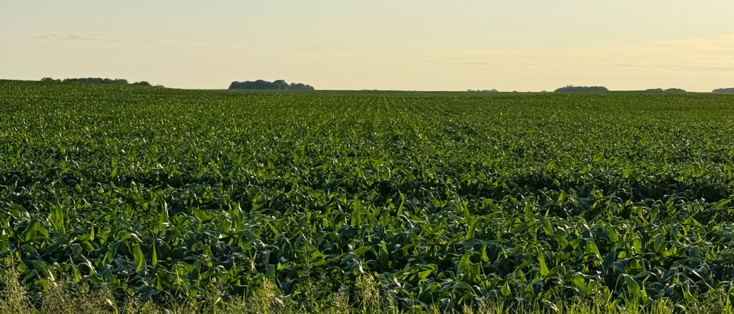 Martin County Minnesota Land Auction 160 John Ramirez 6