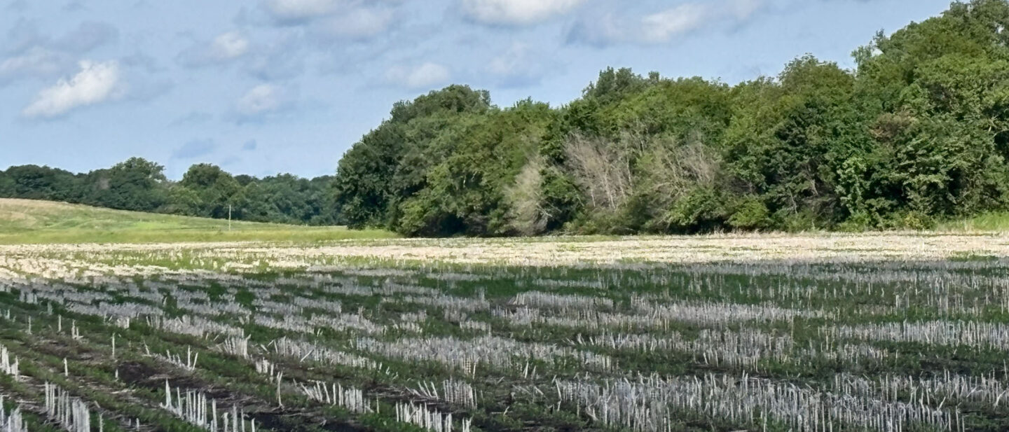 No tilled soybeans