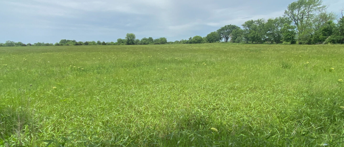 North Hay field