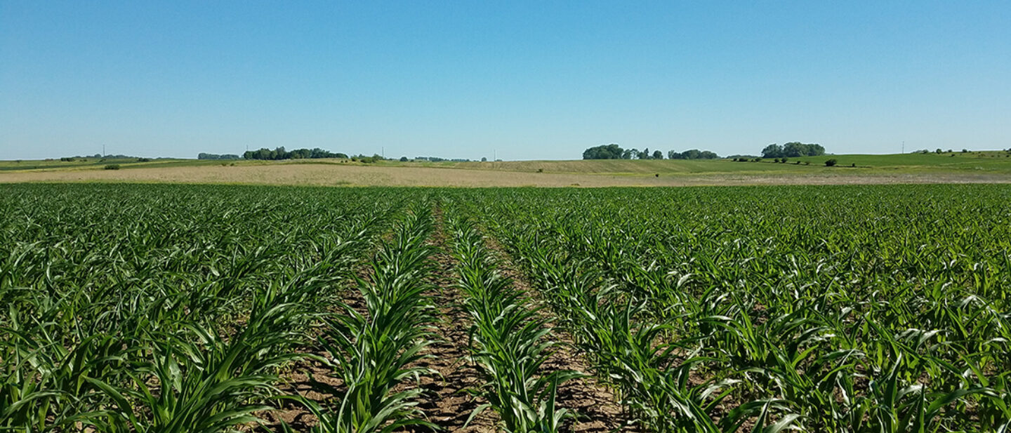 North View CRP