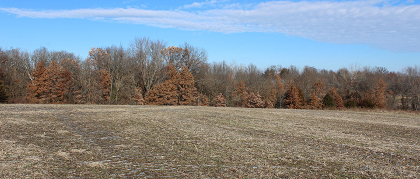 Open Field With Hardwoods in Back