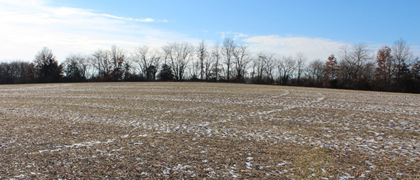 Open Field with Brushy Fence Row