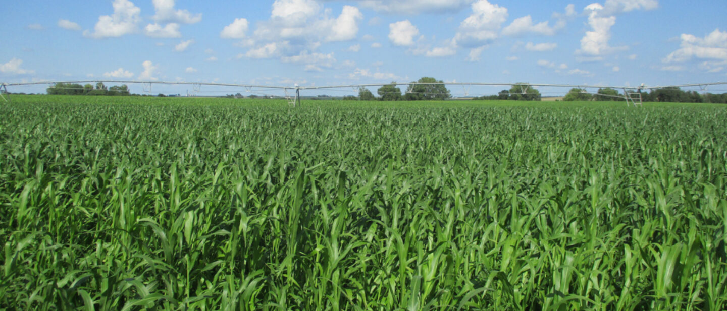 Pivot and Field