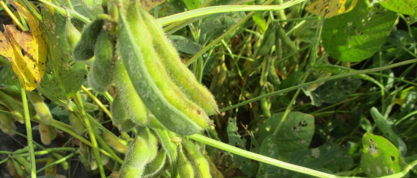 Pods