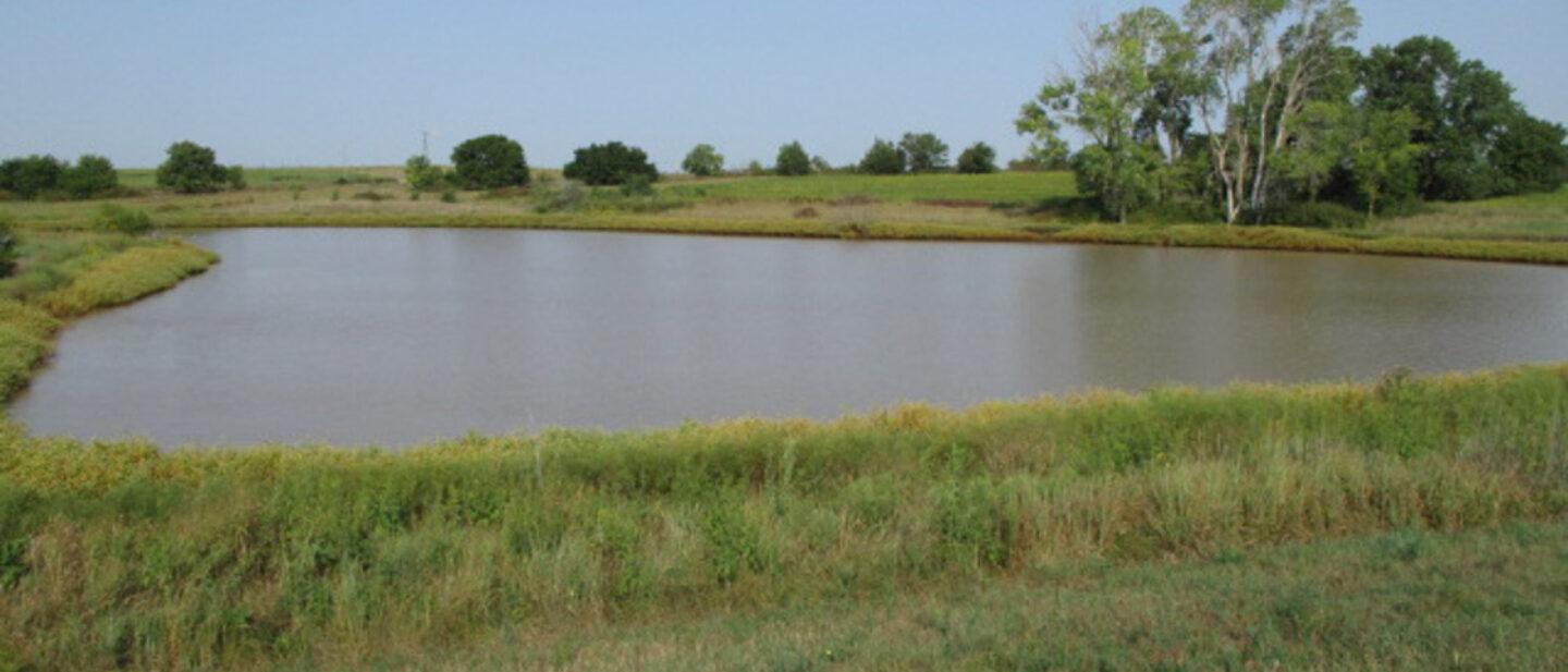 Pond Stocked with Carfish