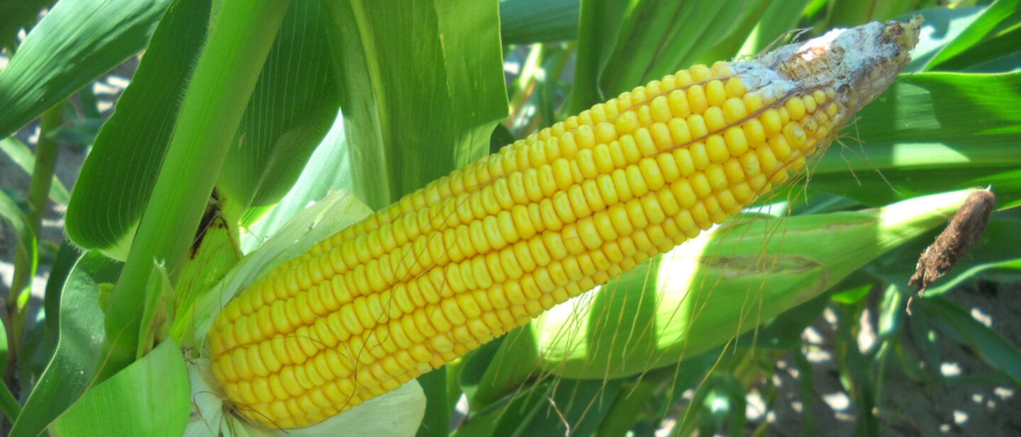 Salveson Corn 2