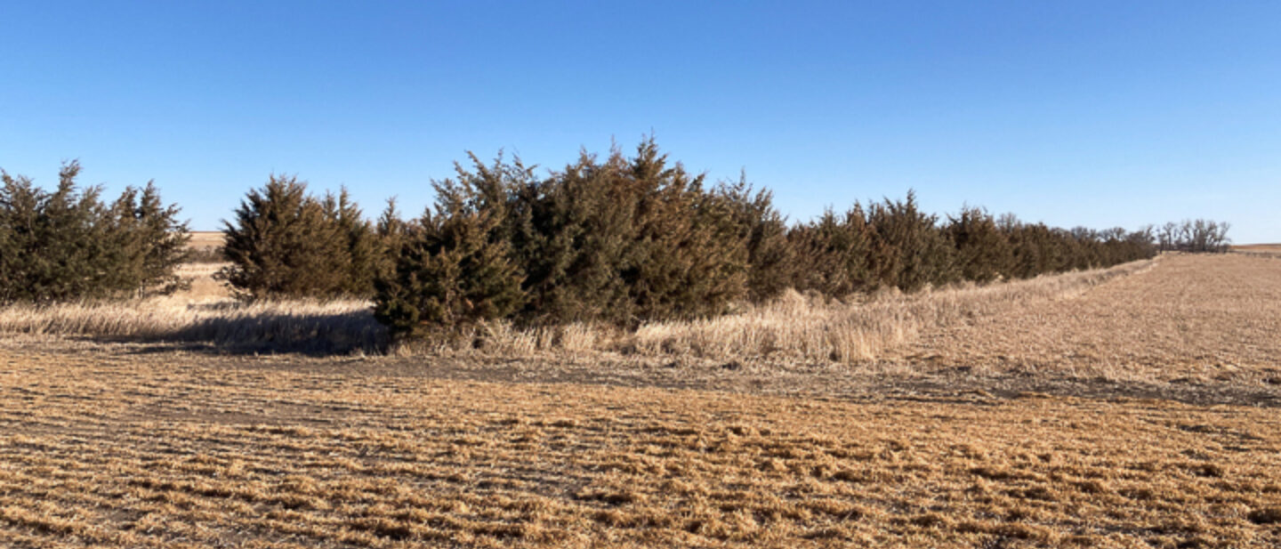 Shelter Belts for Wildlife