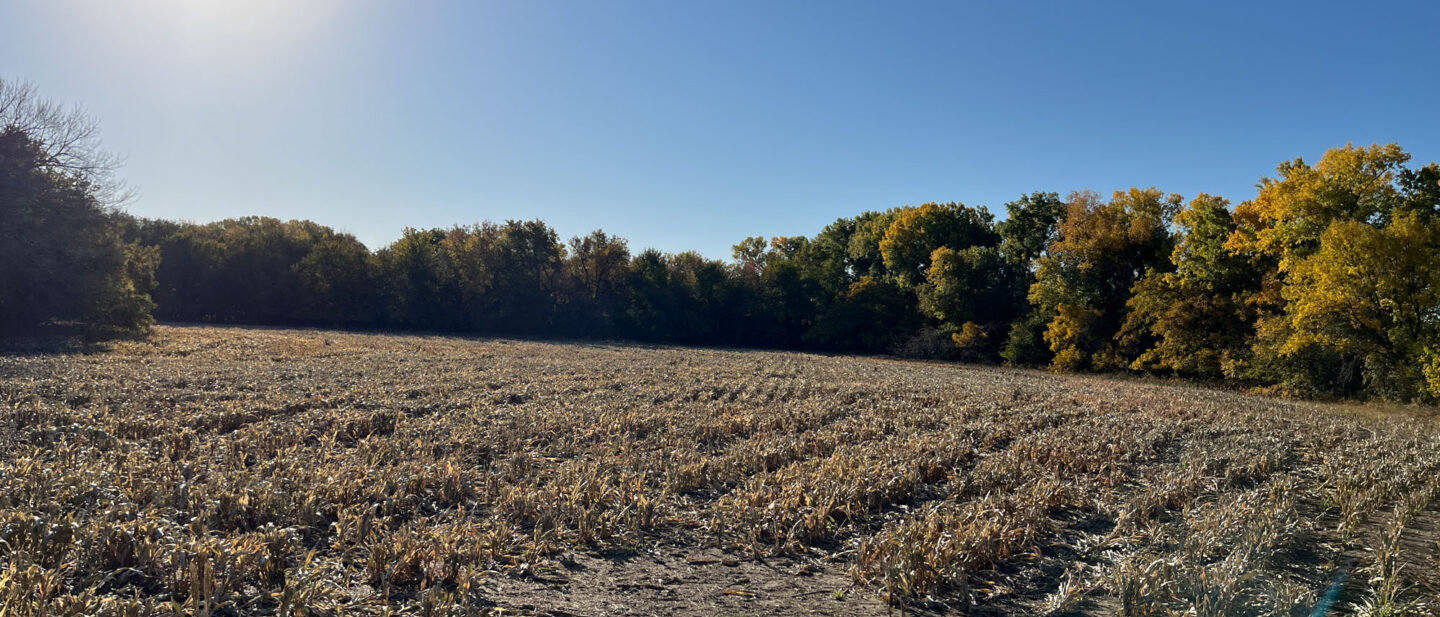 Small Field on Tract 10 Surounded by Trees