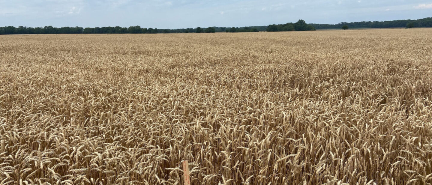 Soft wheat ready to harvest