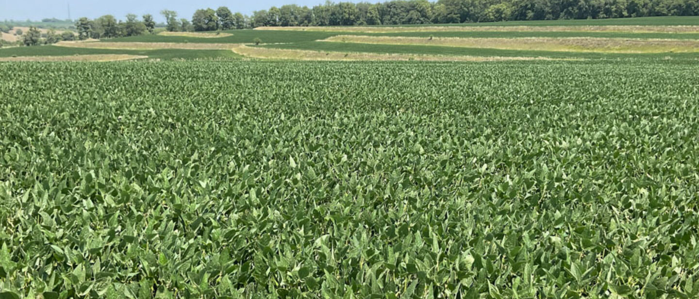 Soybean Tract 3 Tabor IA Land Auction