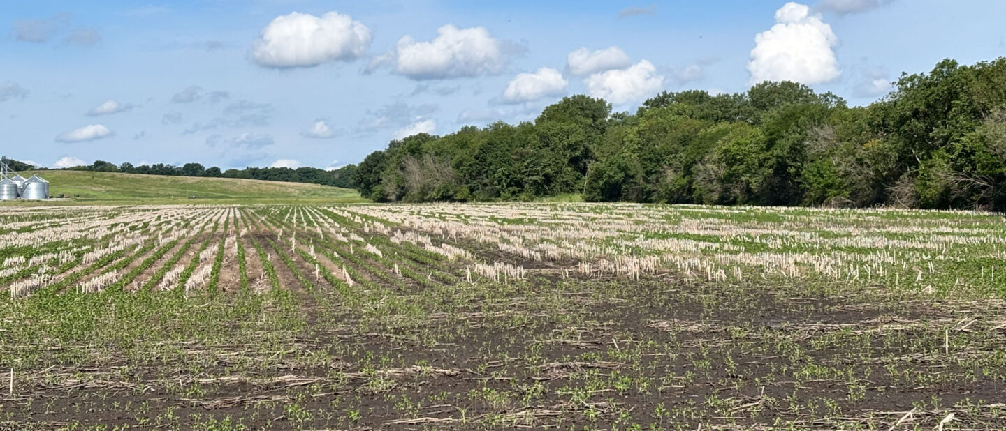 Soybean field East of bin sight
