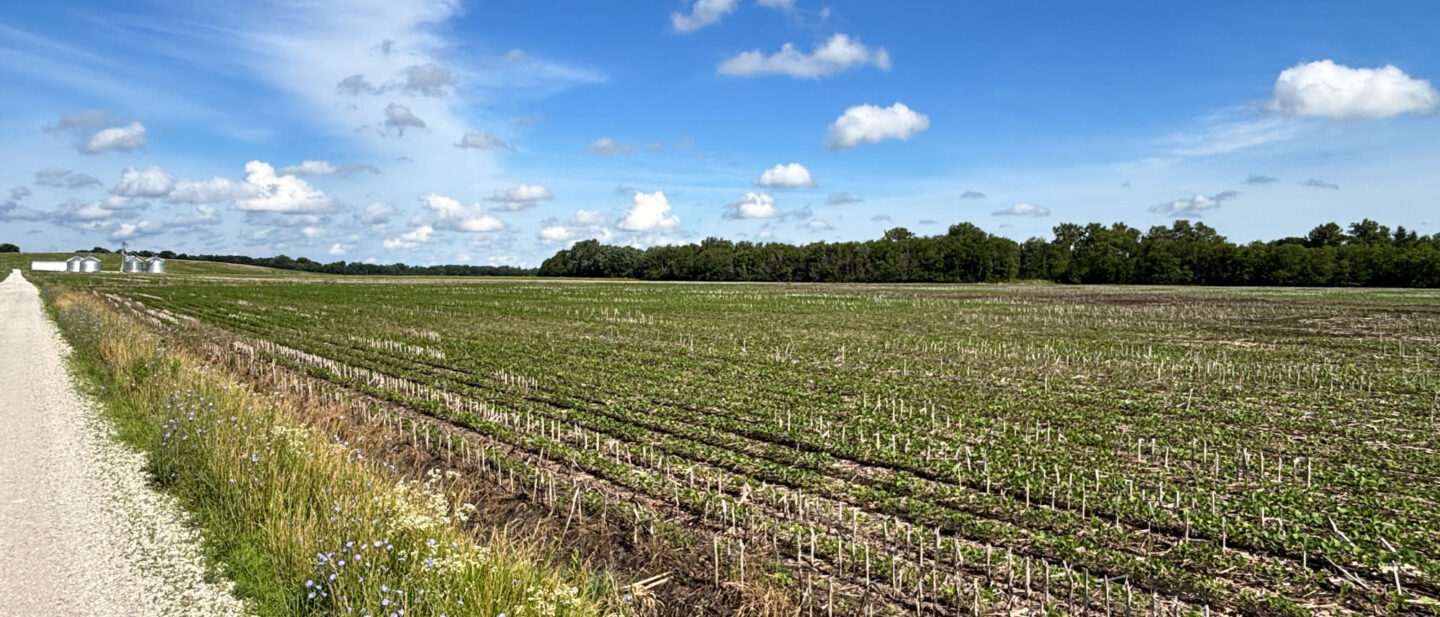 Soybean field on South end of the farm