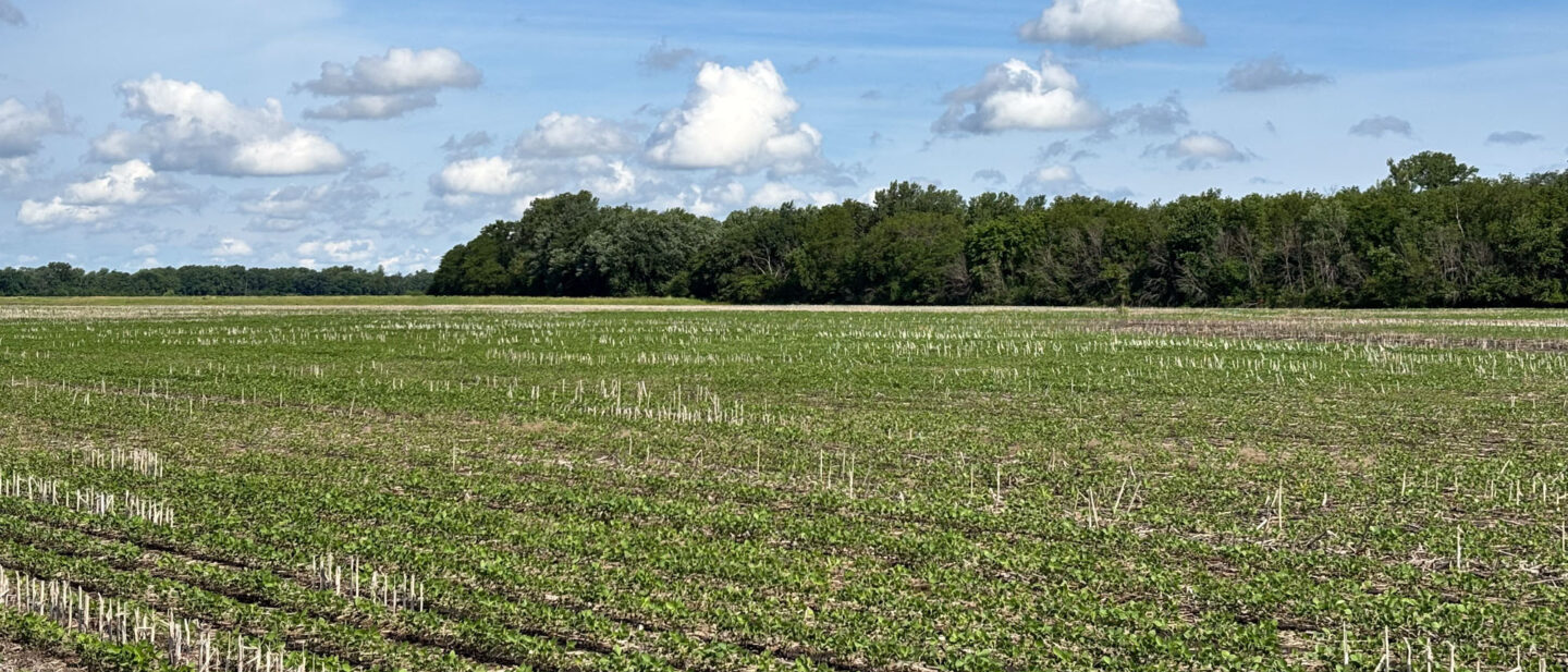Soybean field