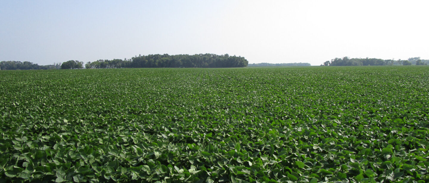 Soybeans 1