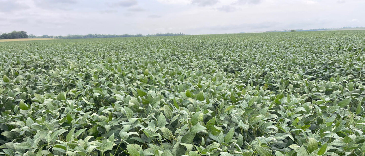 Soybeans 1