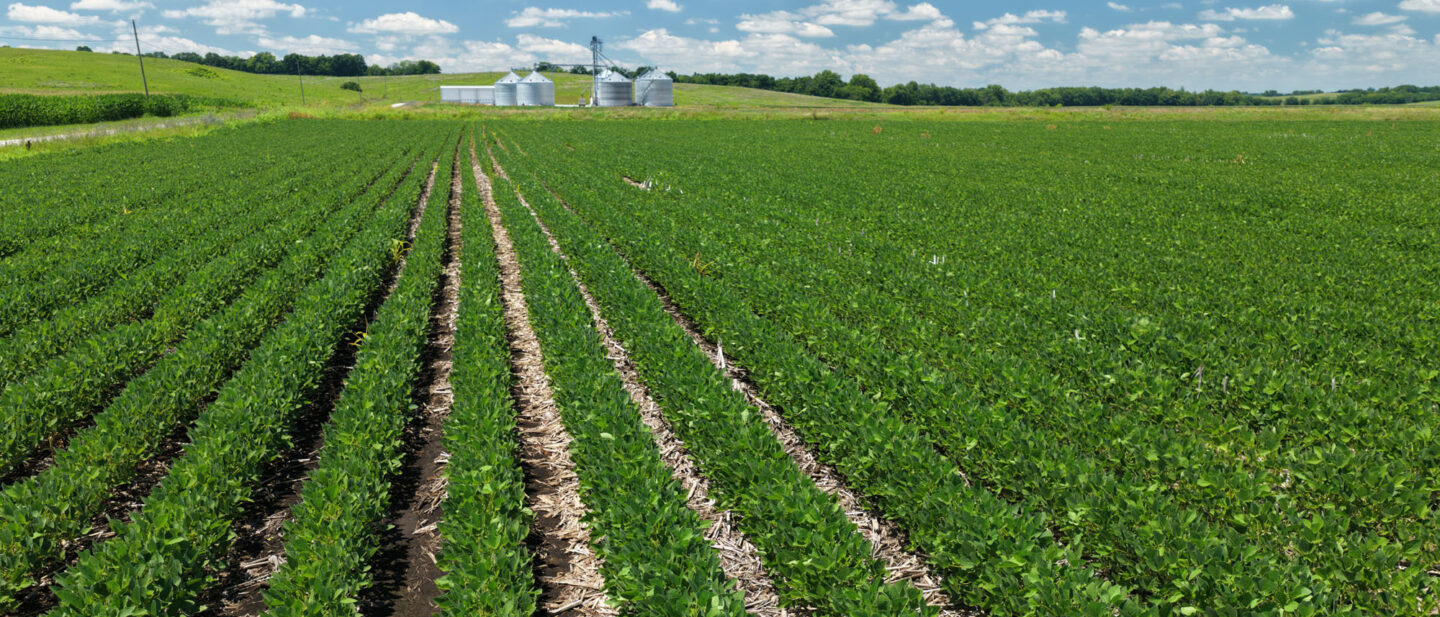 Soybeans along South road
