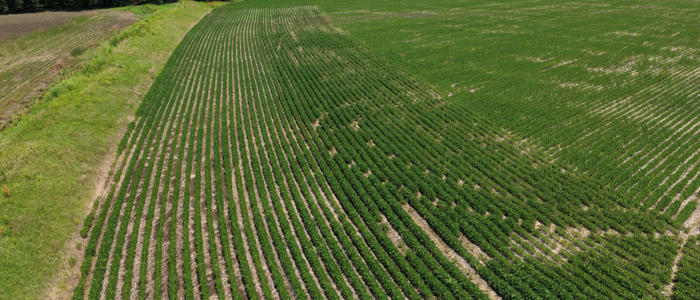 Soybeans along drainage