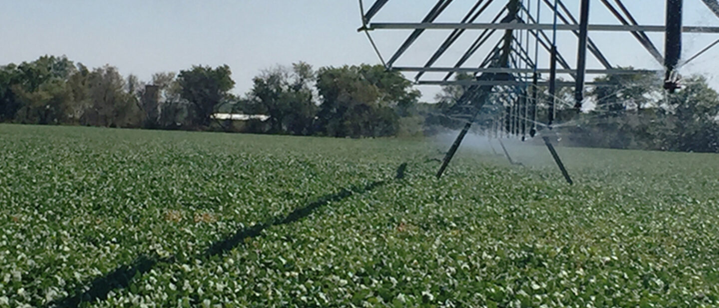 Soybeans and Center Pivot main