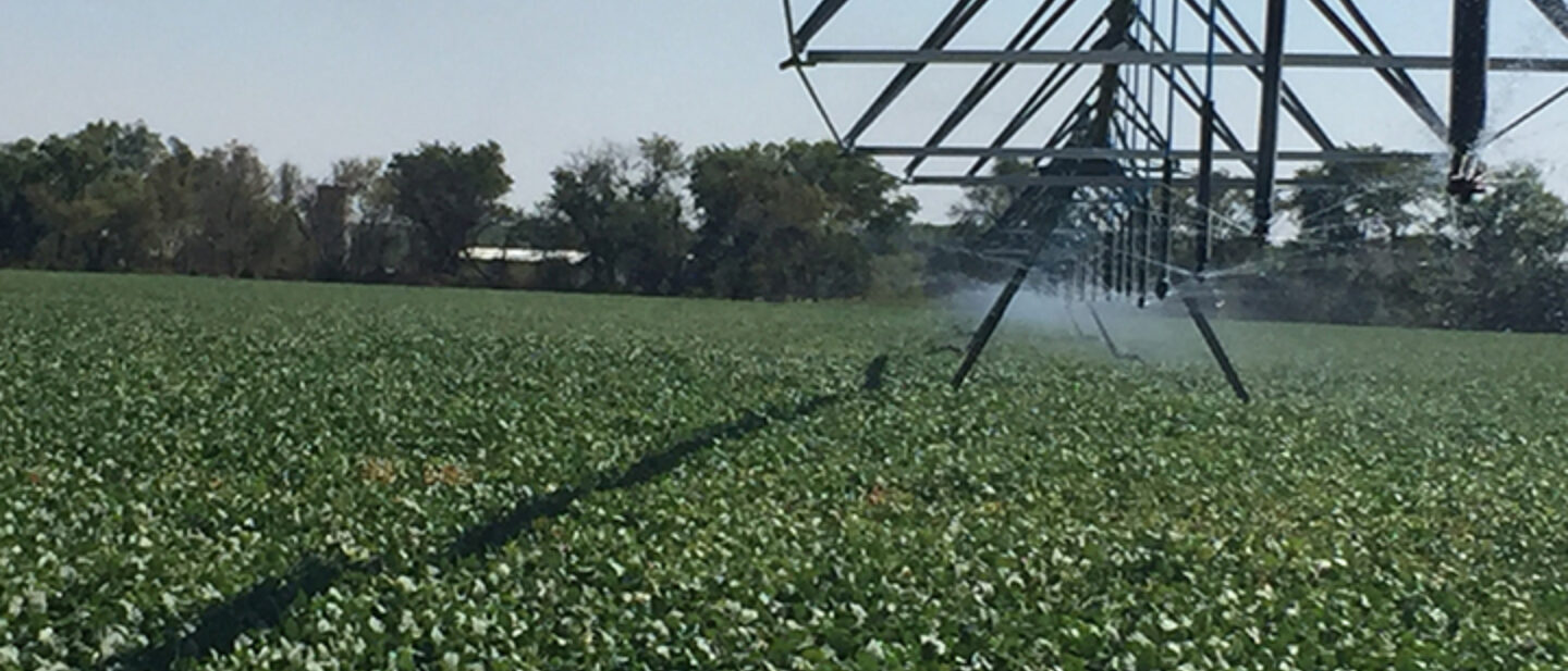 Soybeans and Center Pivot