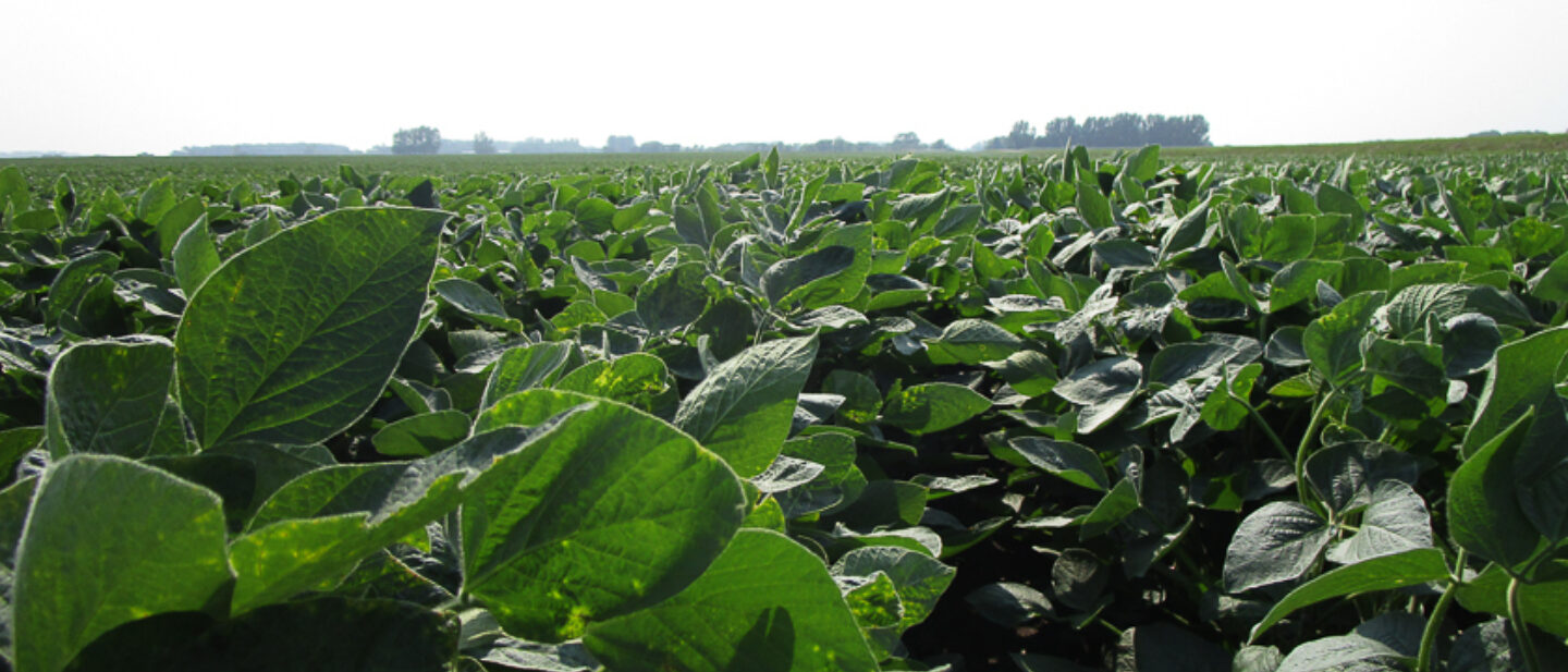 Soybeans close up