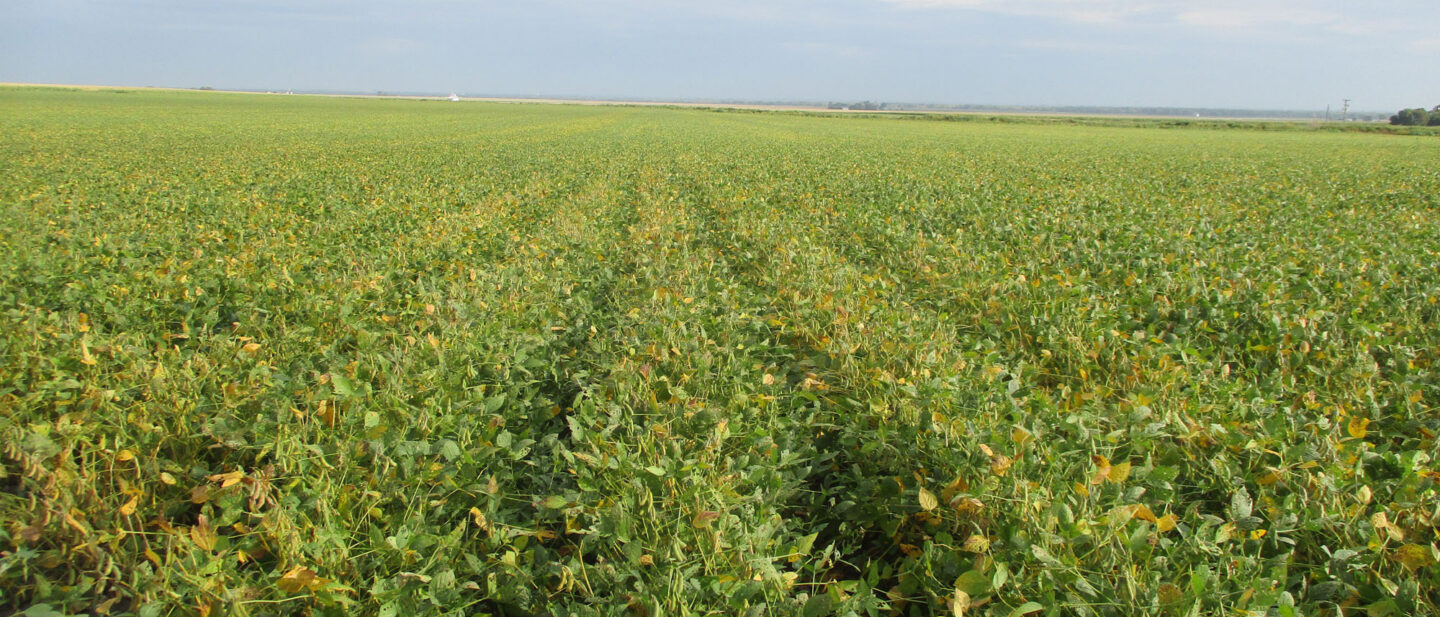 Soybeans close
