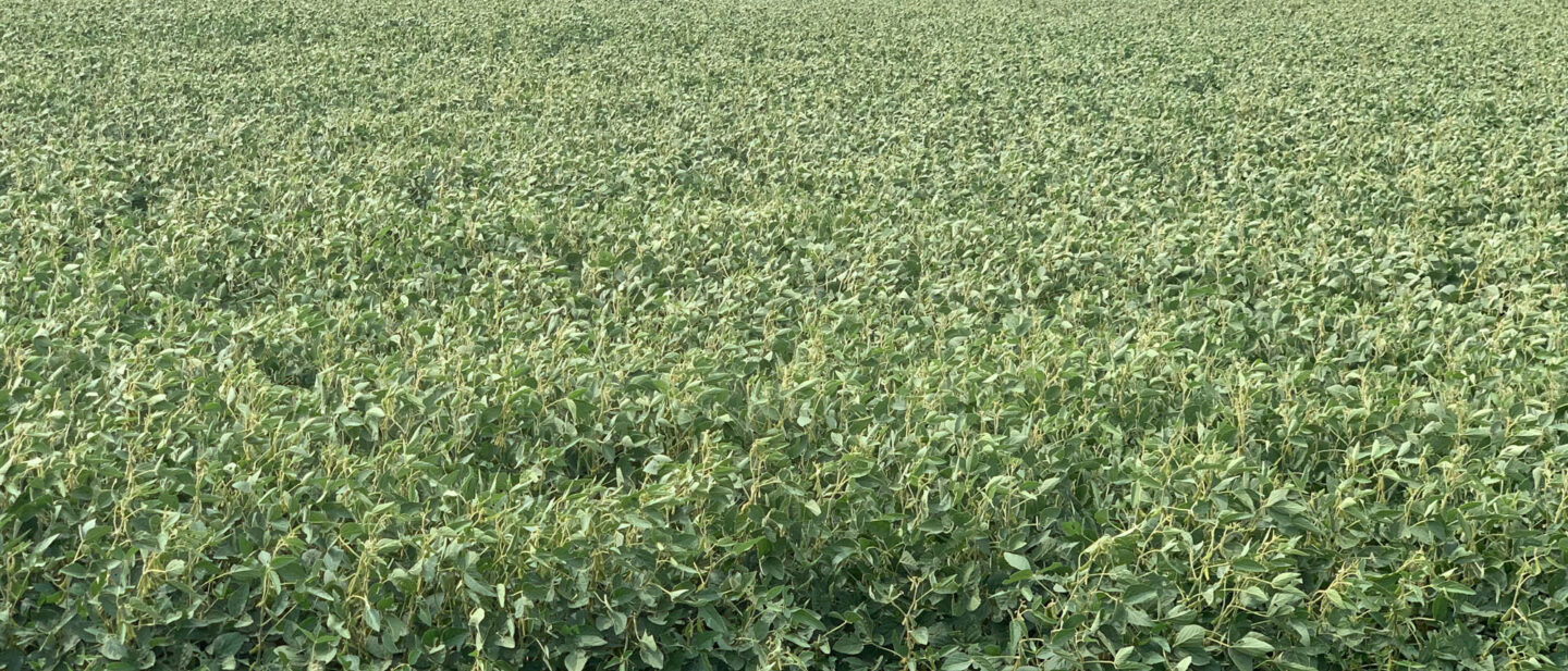 Soybeans in 2021