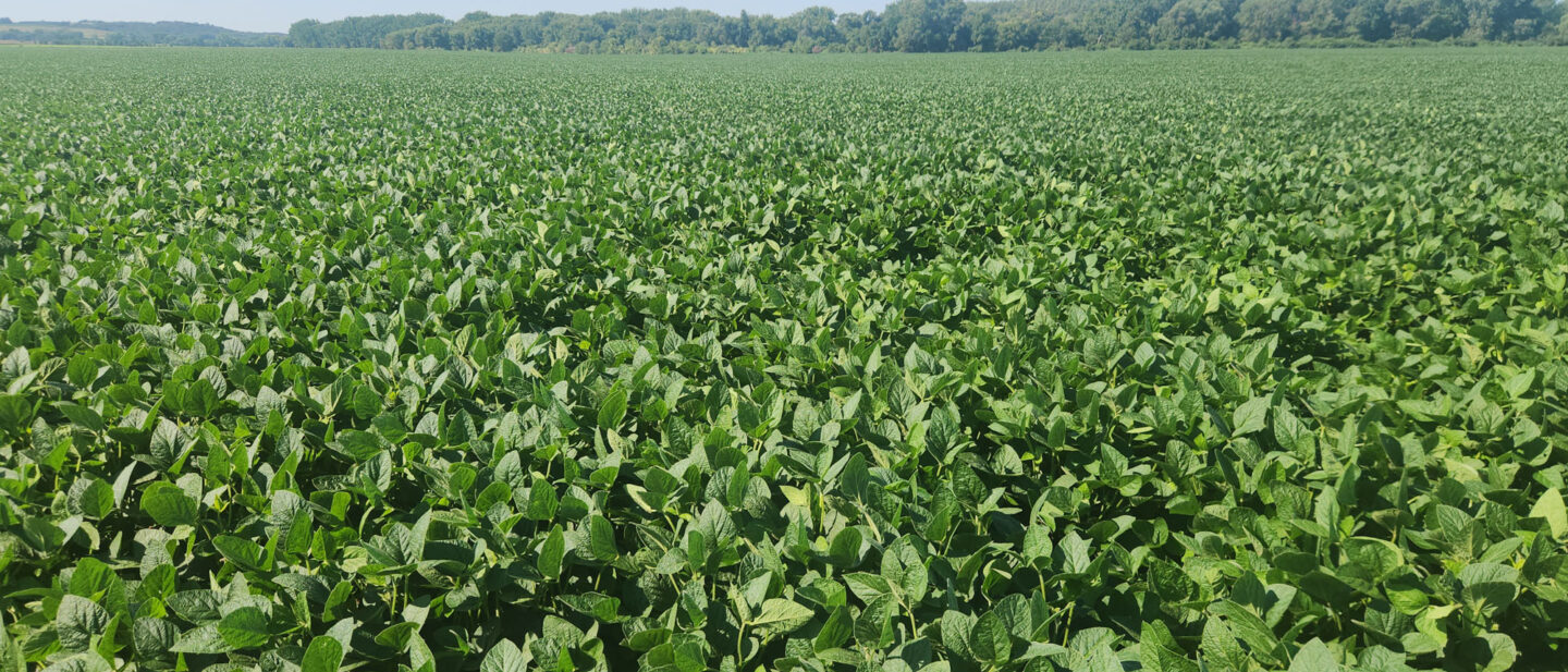 Soybeans