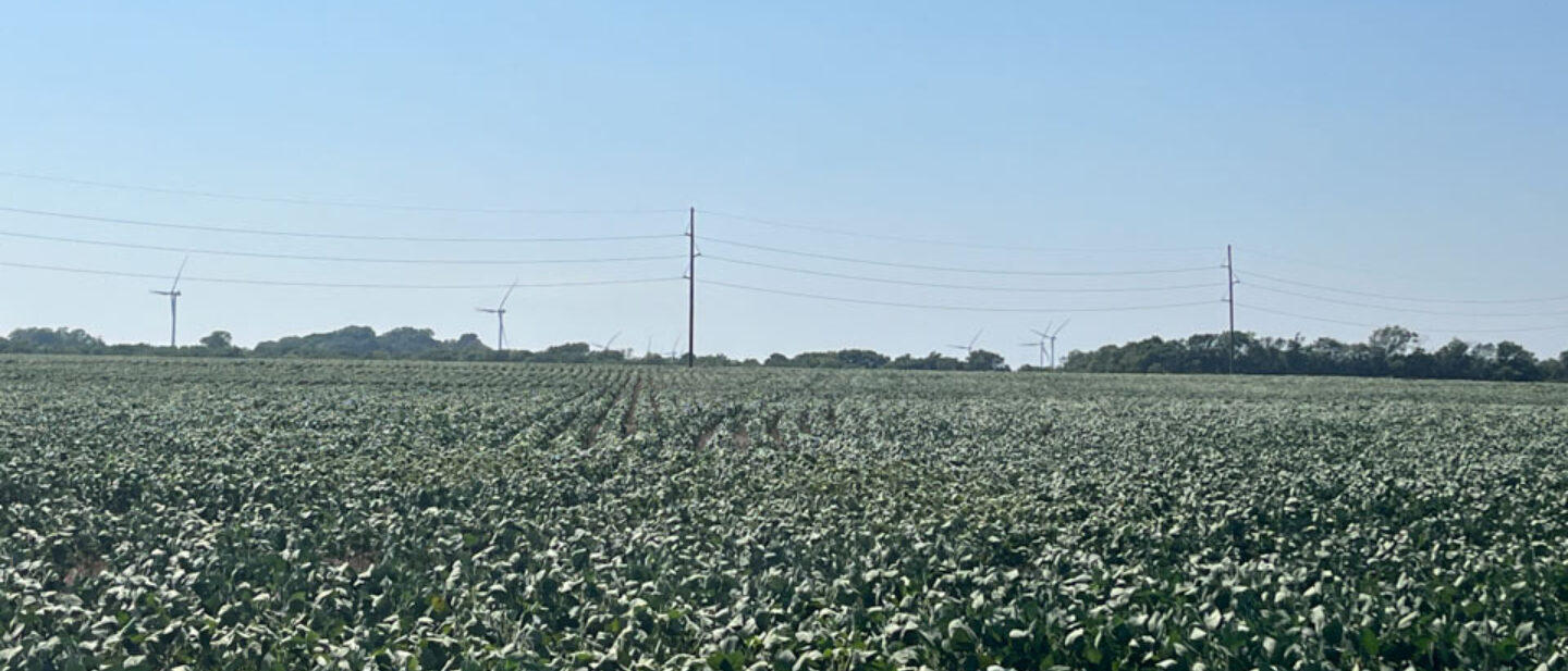 Sumner soybeans ground level