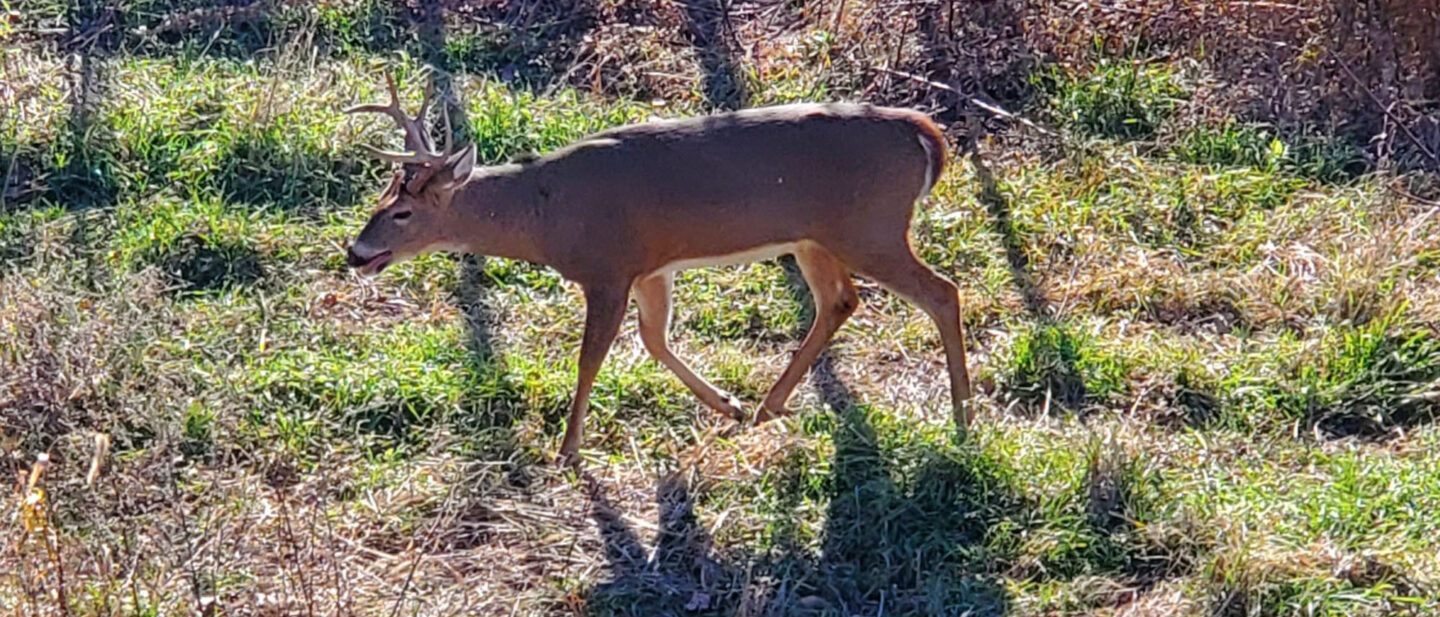 Sunday Goode 8 pointer