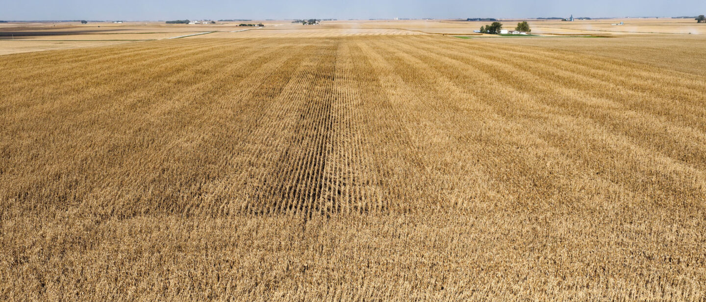 T1 Cropland 3