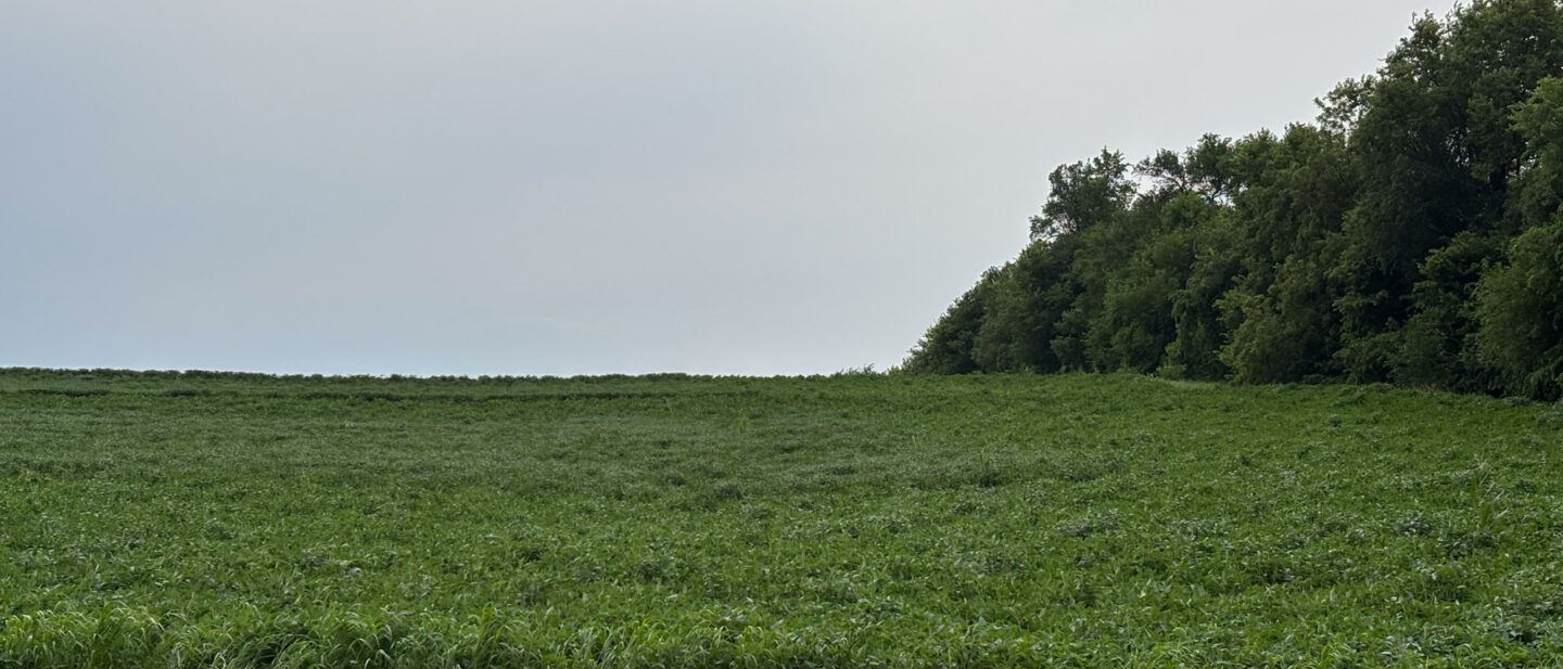 Tr3 NW Field Corner from Holt Co Rd 180