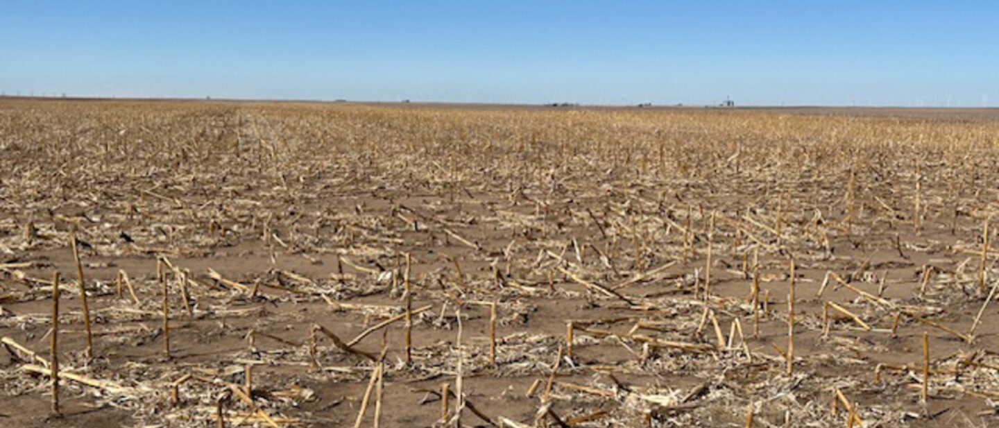 Tract 1 Corn Stalks