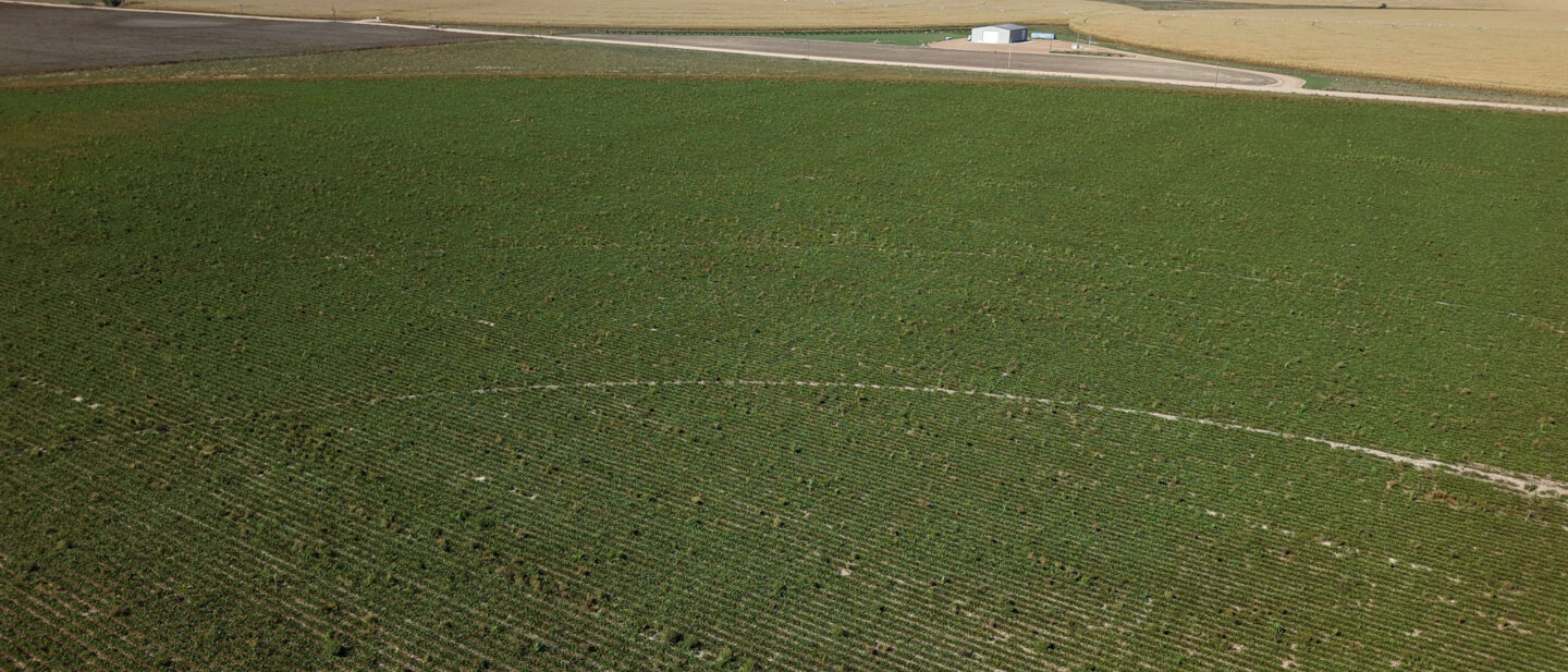 Tract 1 Crop 2