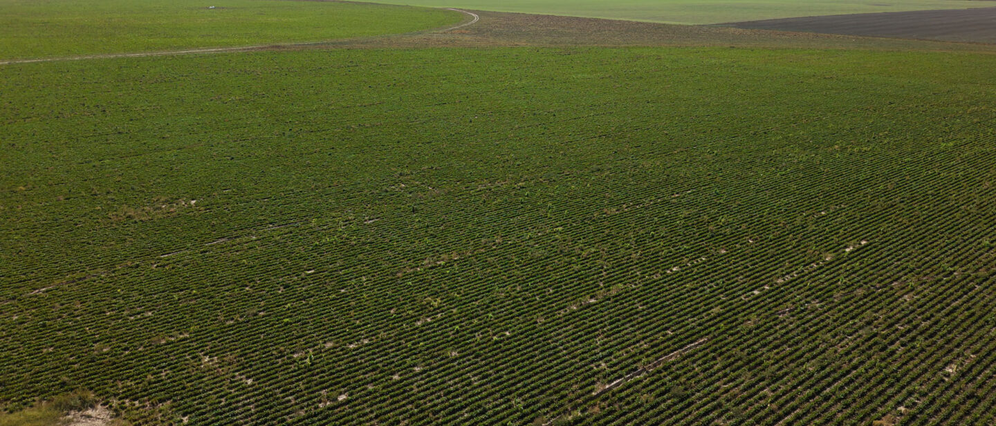Tract 1 Crop